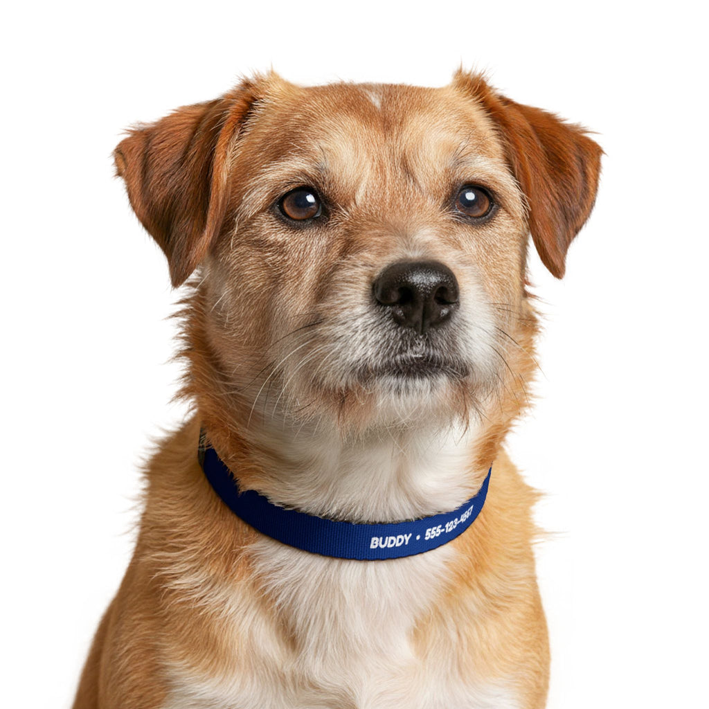 Personalized Dog Collar with Name and Phone Number